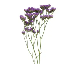 Limonium-grid Limonium-grid
