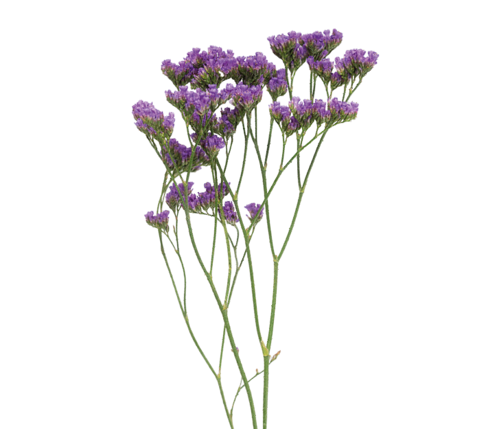Limonium & statice