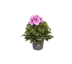  Pelargonium Grandiflorum-grid