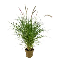 Grüne Gartenpflanzen-grid