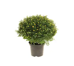 Chrysanthemen Kugel bol und Deko-grid