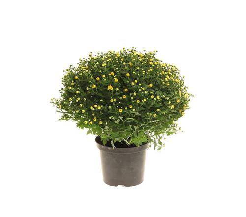 Chrysanthemen Kugel/bol und Deko