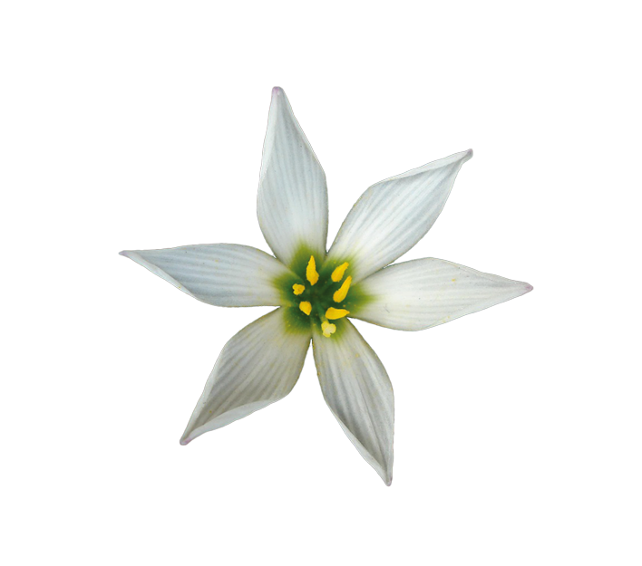 Ornithogalum 