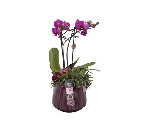 Phalaenopsis arrangemente