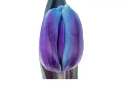 Tulpen Gefärbt grid Tulpen Gefärbt grid