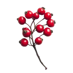 Beeren am Stiel-grid Beeren am Stiel-grid