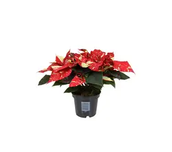 Poinsettia (weihnachtsterne)-grid