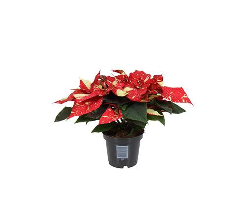 Poinsettia (weihnachtsterne)