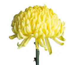 Deko chrysant-grid