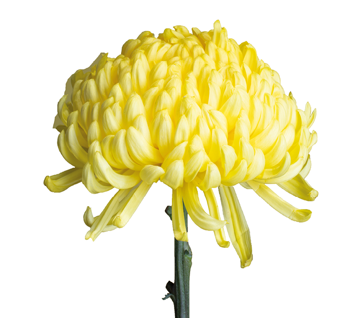 Deko chrysanthemen