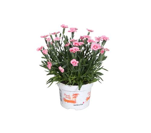 Dianthus