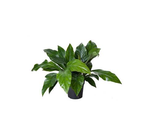 Grünpflanzen sonstige arten