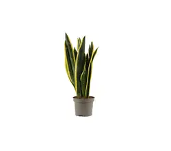 Sanseveria-grid
