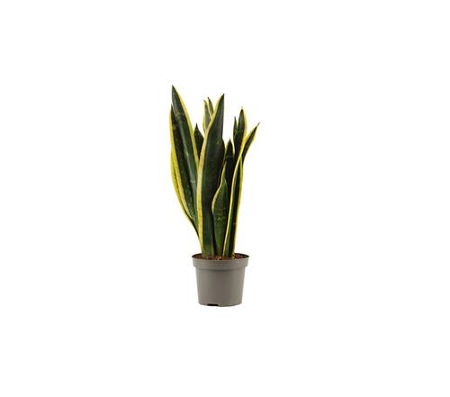 Sanseveria