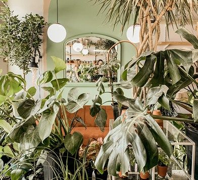 Planten in bloemenwinkel