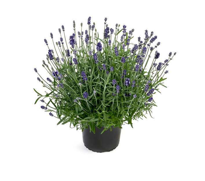 Lavendel