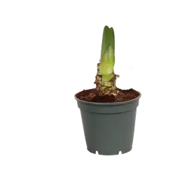 Zwiebel im Topf-grid