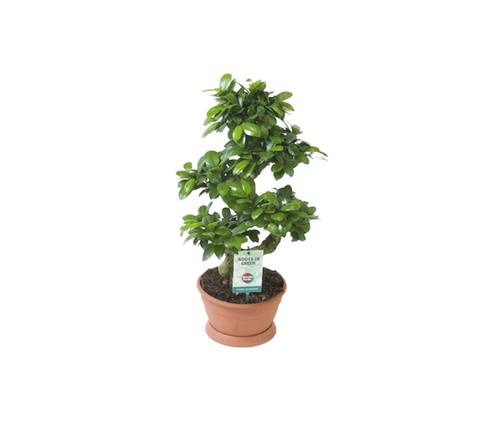 Ficus