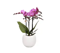 Phalaenopsis Mix-grid