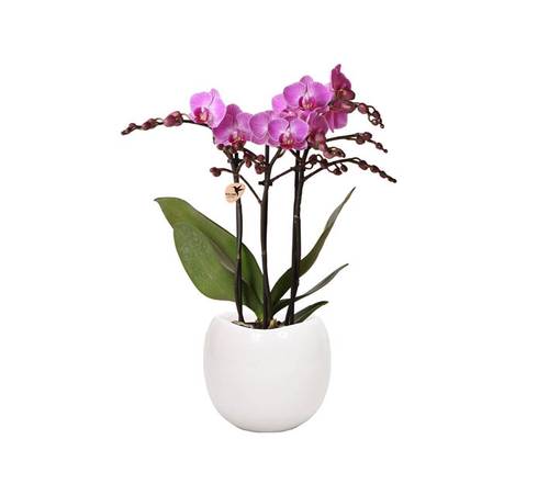 Phalaenopsis mix