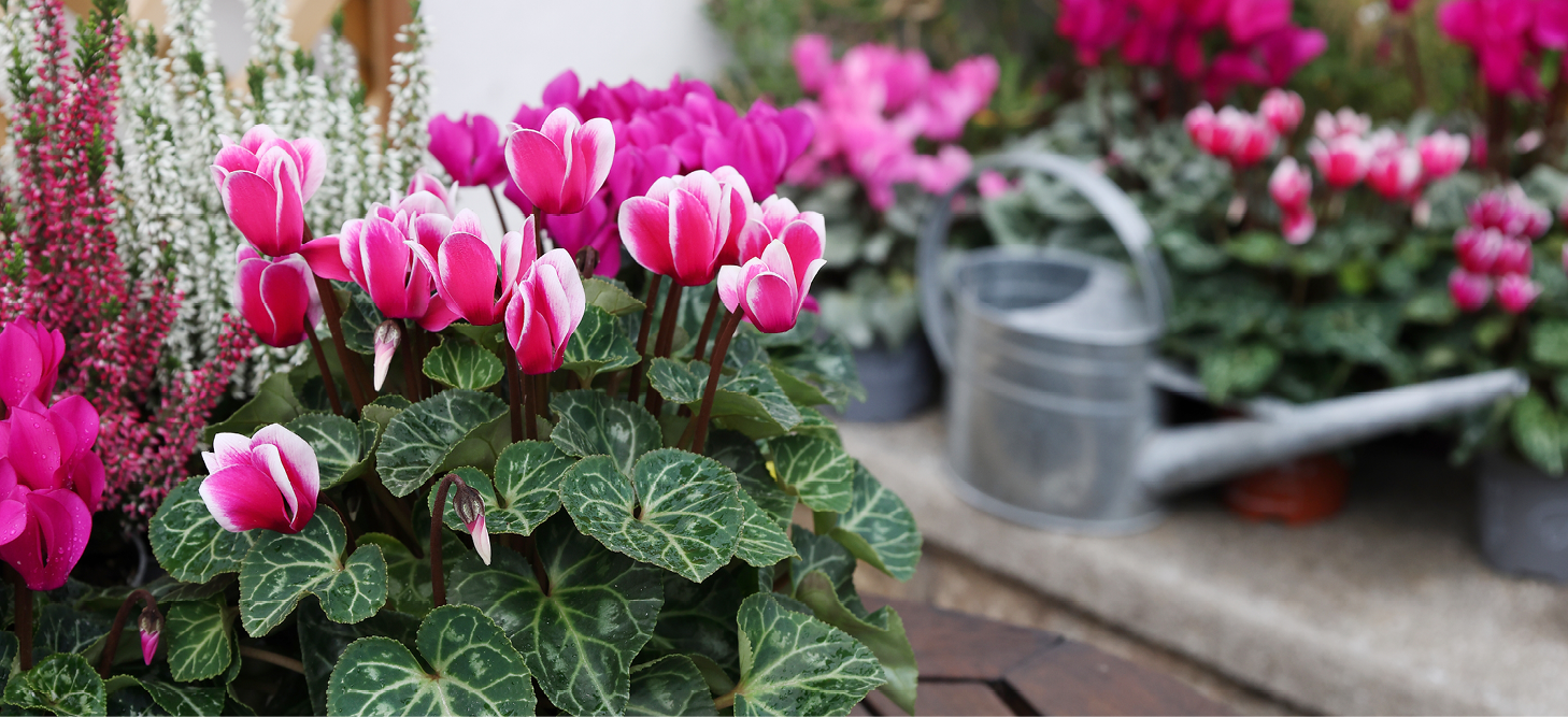 Cyclamen: verrassend veelzijdig, voor binnen én buiten!