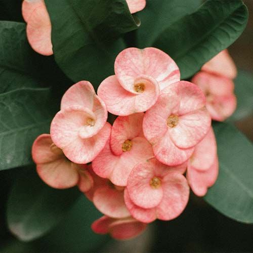 Euphorbia Milli