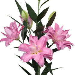 Lilien Orientalisch-grid