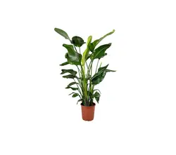 Strelitzia Pflanzen-grid