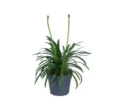 Stauden Diverse-grid