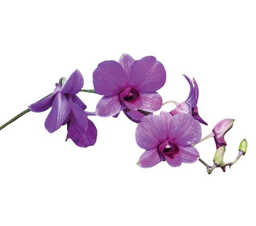 Orchidee mini