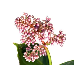 Skimmia-grid