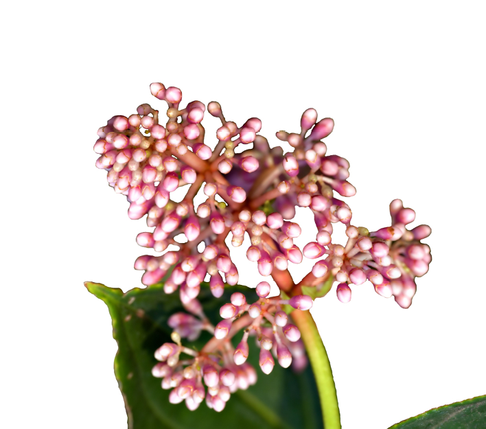 Skimmia