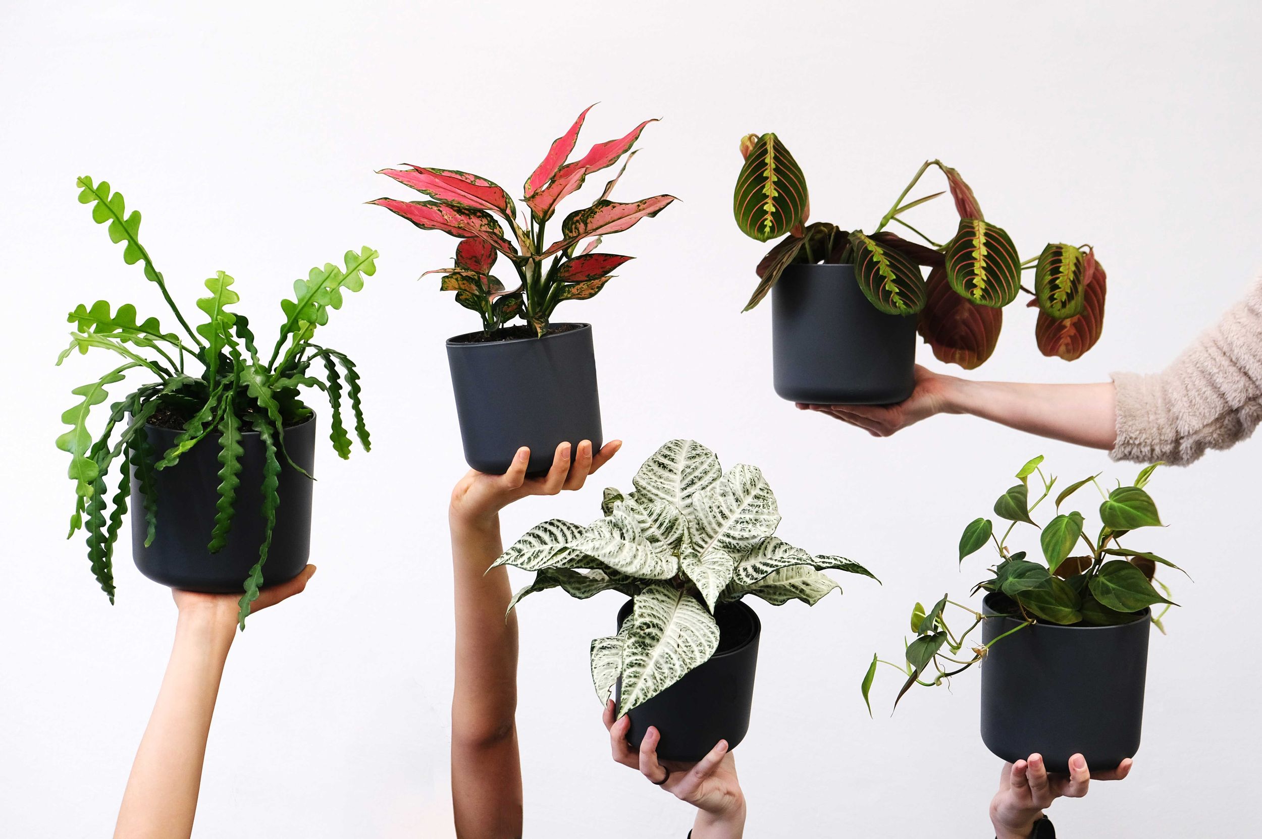 Hilfe! Meine Pflanze tropft... | Heyl - Blumengrohandel /  Floristikgrohandel