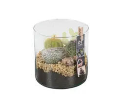 Kaktus Arrangemente-grid