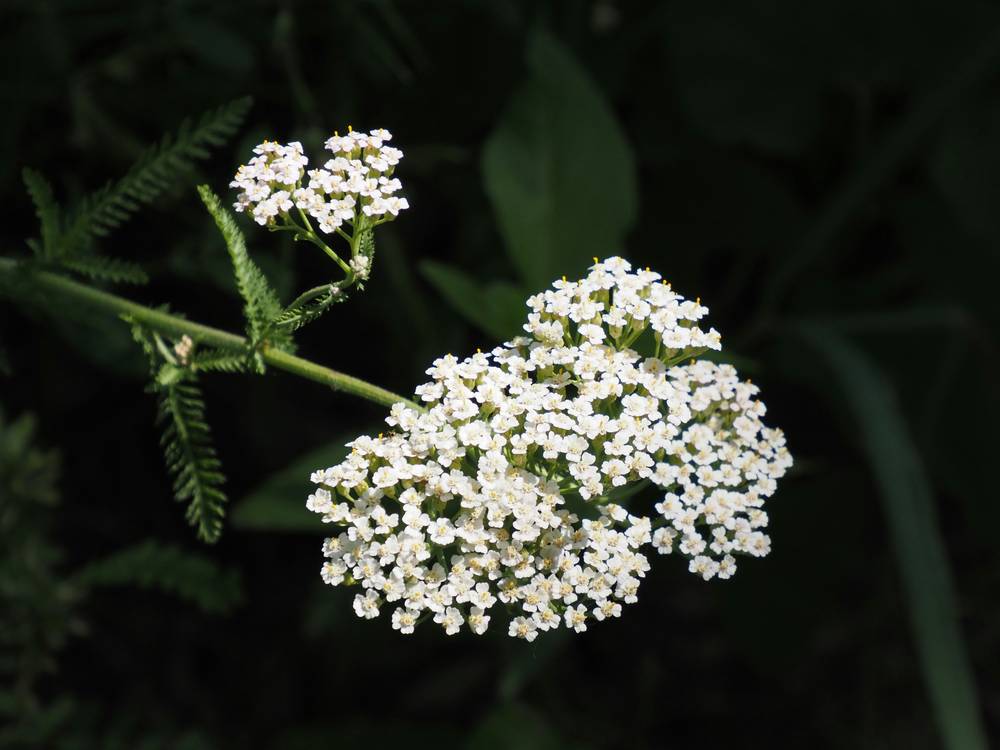 Achillea & Tragelium