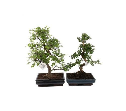 Bonsai