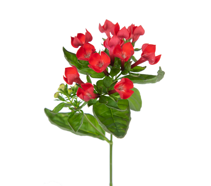 Bouvardia