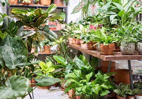 Adviseren verzorging kamerplanten: makkelijker dan gedacht