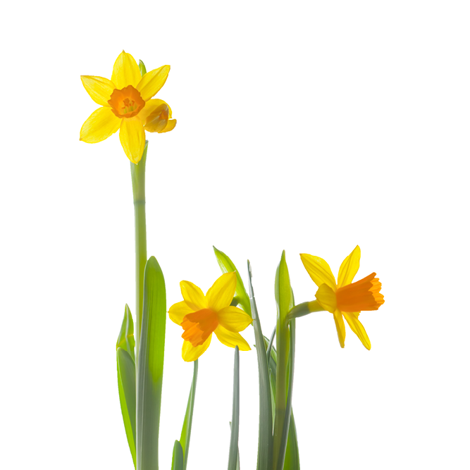 Frühlingsblumenzwiebeln-grid