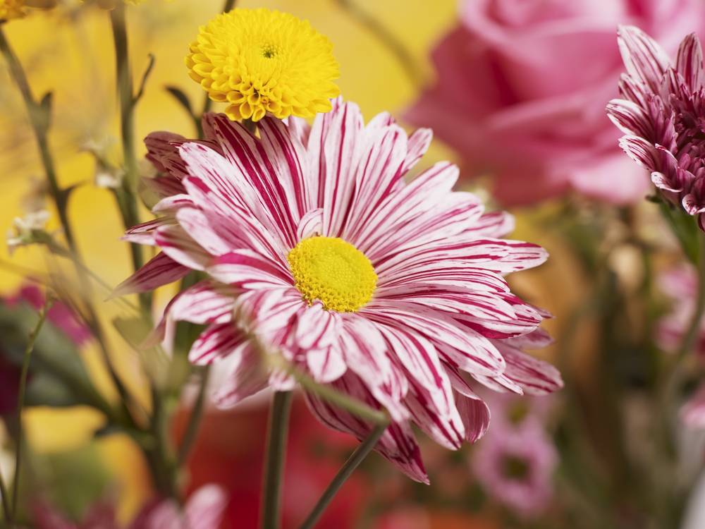 Tros Chrysanthemen