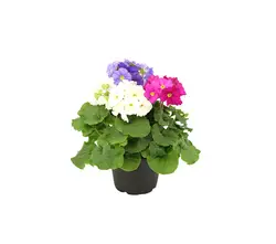 Primeln für drinnen-grid