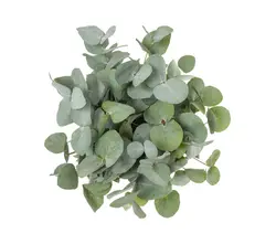 Populus & Pittosporum-grid