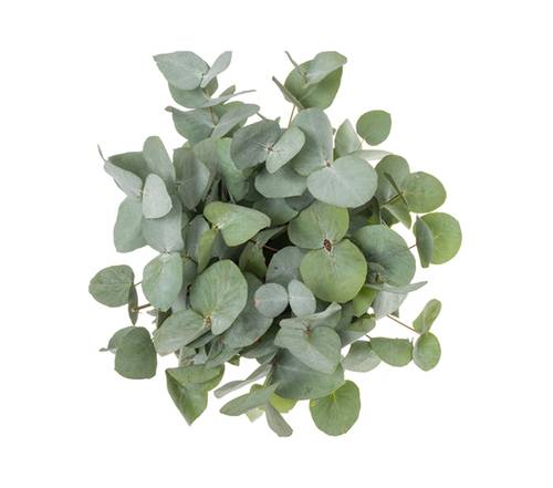 Populus & pittosporum