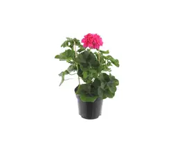 Pelargonien (hängend)-grid