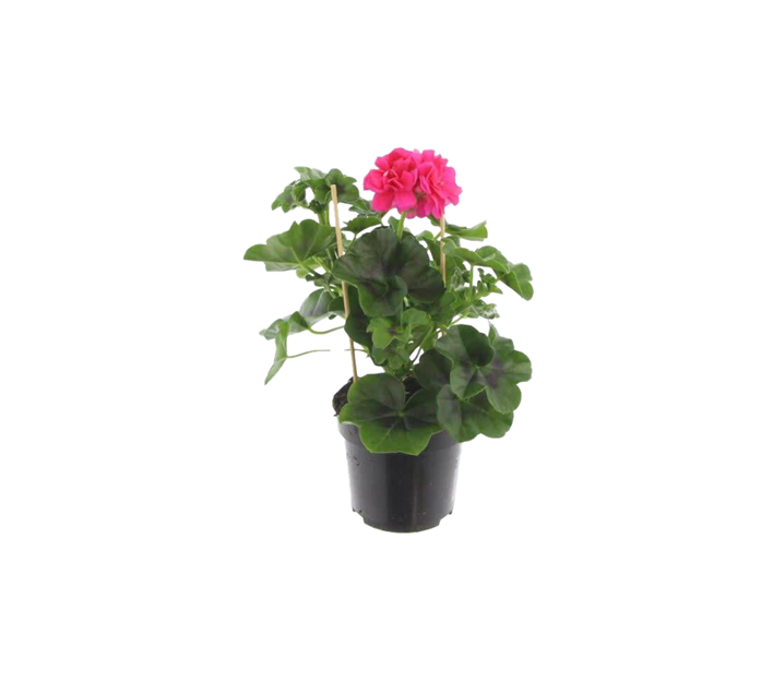 Pelargonien (hängend)