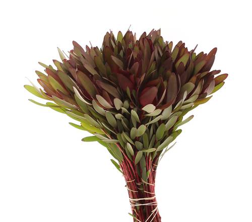 Sonstige protea-arten 