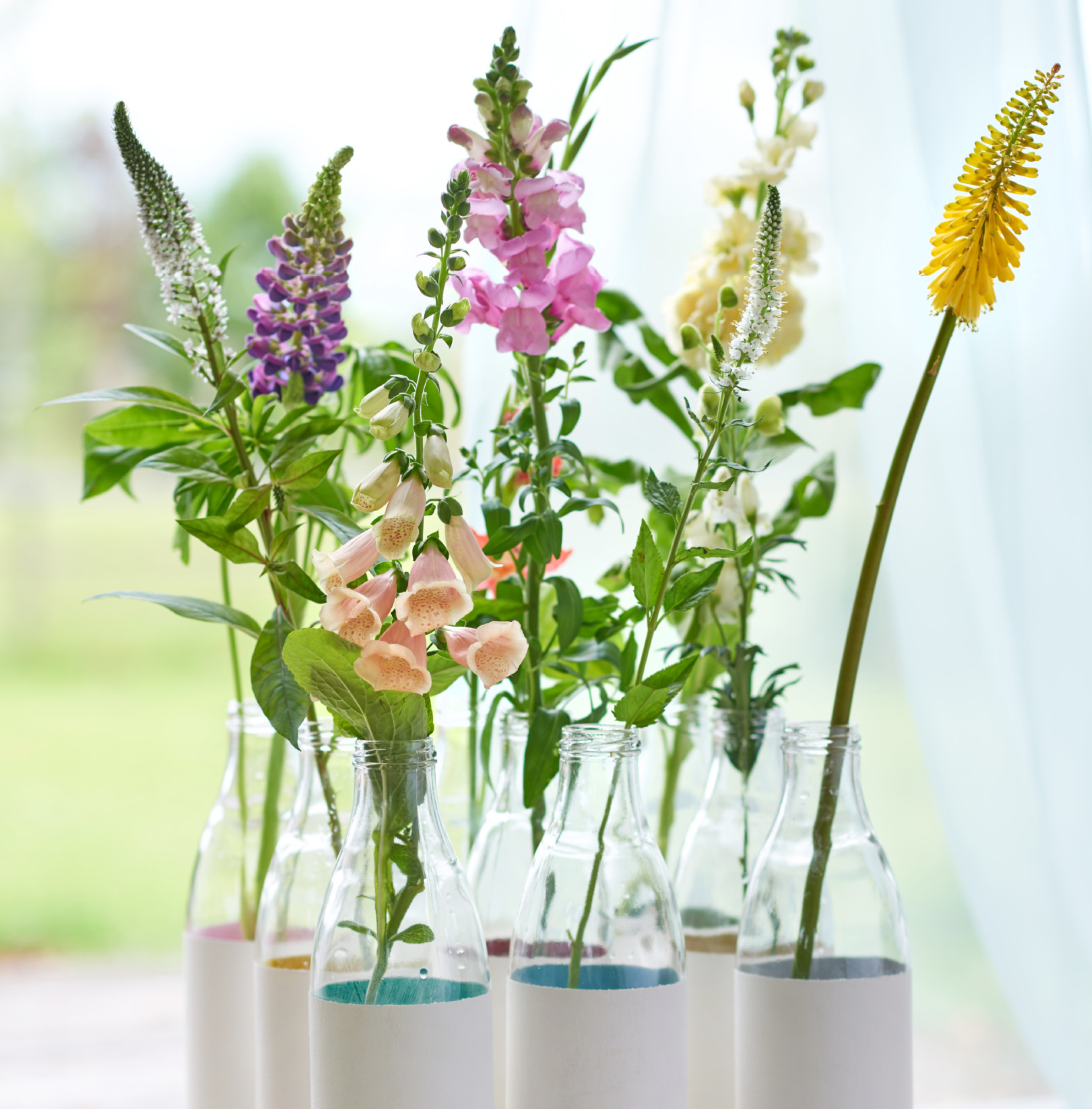 Lupinus inspiraite