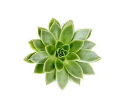 Echeveria Köpfe-grid