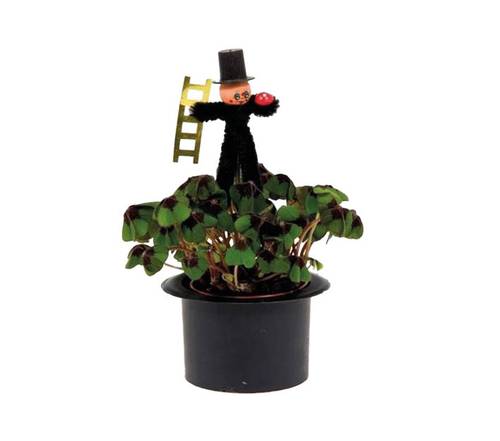 Glücksklee oxalis (silvester!!)