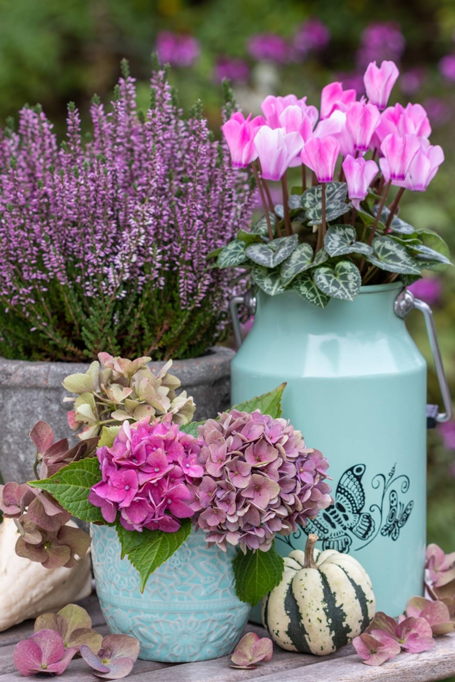 Cyclaam arrangement